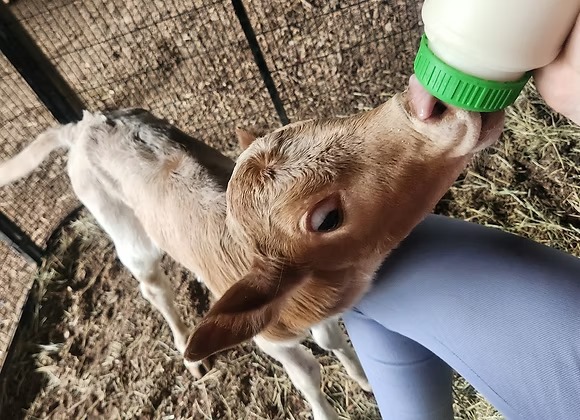 Mini Zebu Bottle Bull Calf — Healthy & Tame